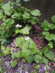 Alliaria petiolata