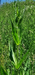 Dipsacus fullonum