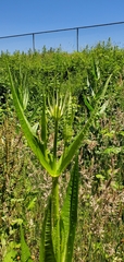 Dipsacus fullonum