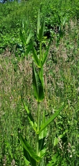 Dipsacus fullonum