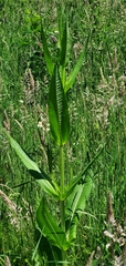 Dipsacus fullonum