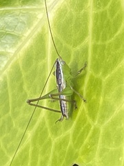 Conocephalus maculatus