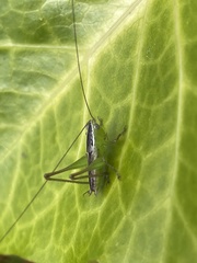 Conocephalus maculatus