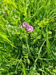 Vicia sepium