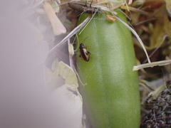 Phyllotreta ochripes