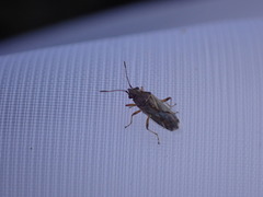 Nysius graminicola