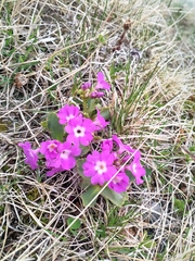 Primula daonensis