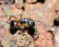 Polyrhachis femorata