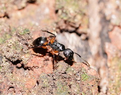 Polyrhachis femorata