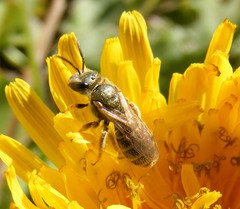 Halictus hotoni