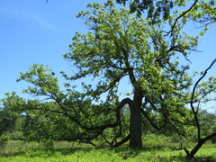 Quercus macrocarpa