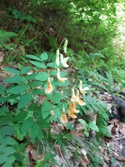Lathyrus laevigatus occidentalis