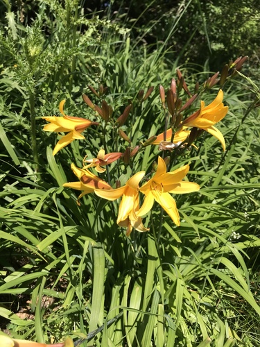 Hemerocallis dumortieri, photograph 3