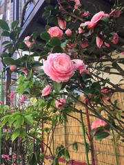 Camellia japonica