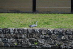 Ardea cinerea