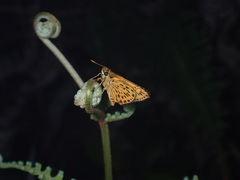 Ampittia virgata