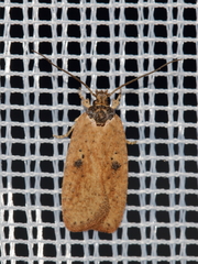 Agonopterix subpropinquella