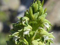 Chloraea cylindrostachya