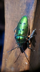 Scutellera