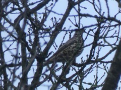 Turdus viscivorus