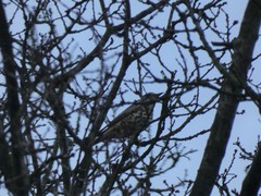 Turdus viscivorus