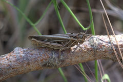 Chorthippus brunneus
