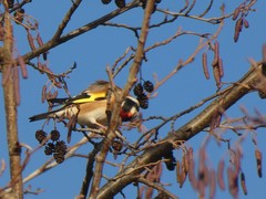 Carduelis carduelis
