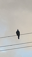 Patagioenas leucocephala