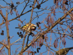 Carduelis carduelis