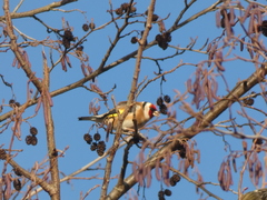 Carduelis carduelis