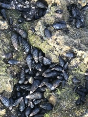 Lampanella minima