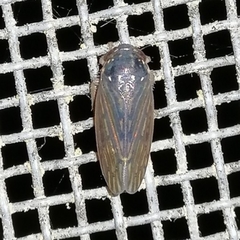 Polana