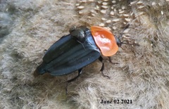 Necrophila brunnicollis