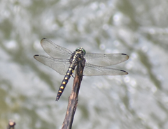 Onychothemis testacea