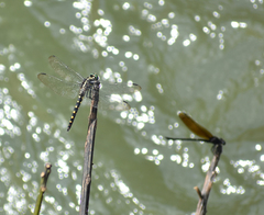 Onychothemis testacea