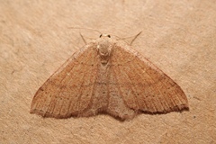 Cyclophora ruficiliaria
