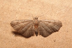 Eupithecia haworthiata