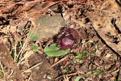 Corybas fimbriatus