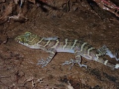 Cyrtodactylus malayanus