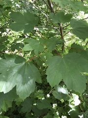 Acer pseudoplatanus