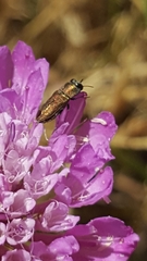 Anthaxia umbellatarum