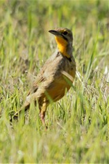 Cape Longclaw photo 4