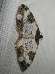 Melanthia procellata