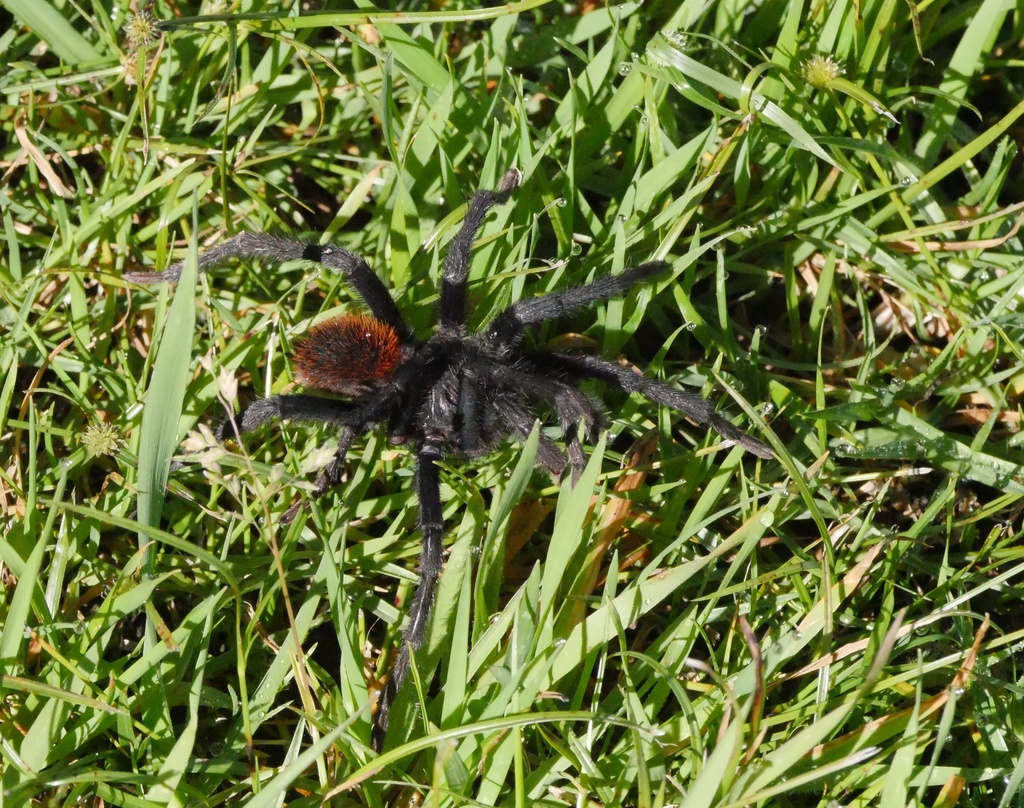 Kankuamo