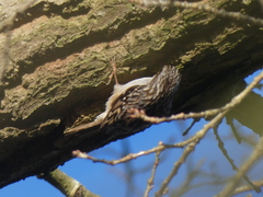 Certhia brachydactyla