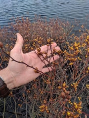 Myrica gale tomentosa