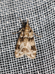 Eudonia delunella