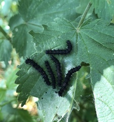 Aglais urticae