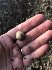 Phacoides pectinatus