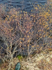 Myrica gale tomentosa